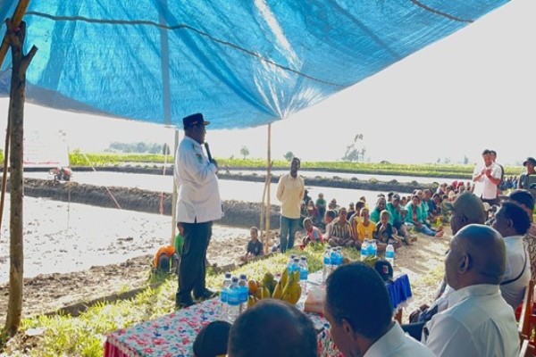 Bupati Jayawijaya Hadir Dalam Penanaman Padi Di Distrik Pisugi