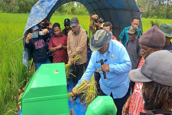 Bupati Jayawijaya Bersama Poktan di Hubikosi Panen Raya Padi Seluas 10,5 Hektar