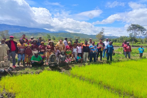 Penanaman Padi Kelompok Tani Kampung Moragame dan Perabaga Distrik Pyramid