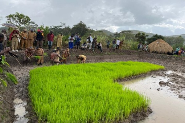 Pj. Bupati Hadiri Persemaian dan Penanaman Padi di Kampung Pugima, Distrik Walelagama