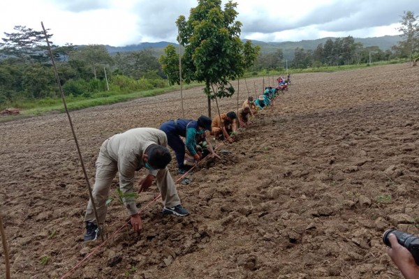 Penanaman 15 Ribu Bibit Kopi Arabika Wamena di Distrik Piramid